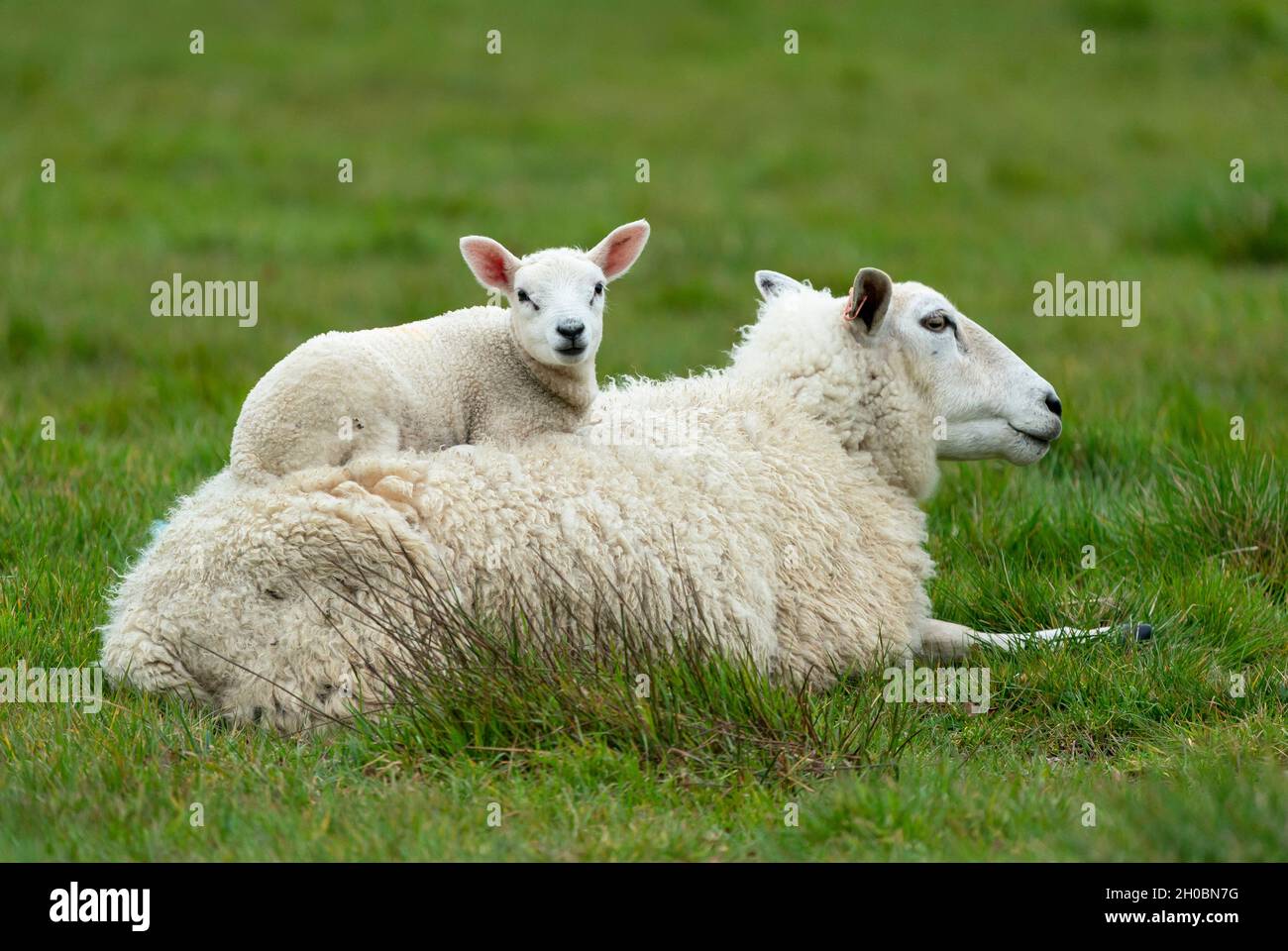 Sheep ( Ovis aries) young lying on mother`s back, England Stock Photo